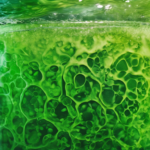 Advanced Techniques for Removing Algae from Plastic Water - A step-by-step guide to clean plastic water tanks in Dubai, UAE.